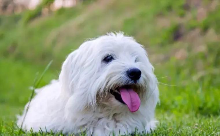 棉花面纱犬优缺点