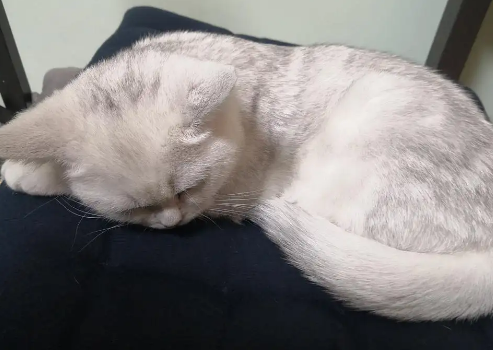 猫打完三联针后回来一直睡觉正常吗