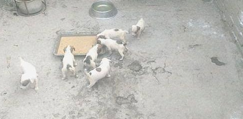 太仓犬生半个窝小狗狗,他们刚会进食就被抱离开了,确实可伶 太仓犬生半个窝小狗狗,他们刚会进食就被抱离开了,确实可伶