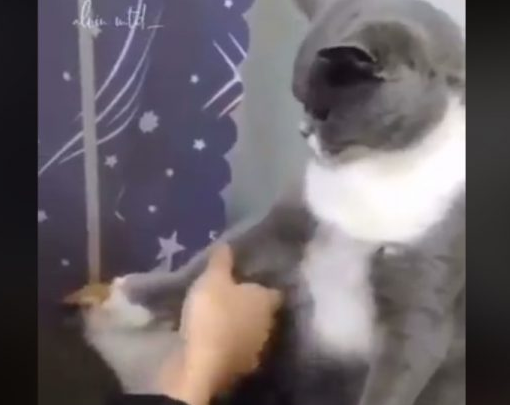 下马威让你知道谁是老大! 小猫被霸凌幸好马麻来救场 下马威让你知道谁是老大! 小猫被霸凌幸好马麻来救场