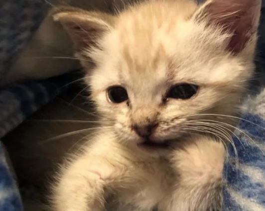 见到瘫痪小猫 阿拉斯加母爱爆棚霸气抱怀中 见到瘫痪小猫 阿拉斯加母爱爆棚霸气抱怀中