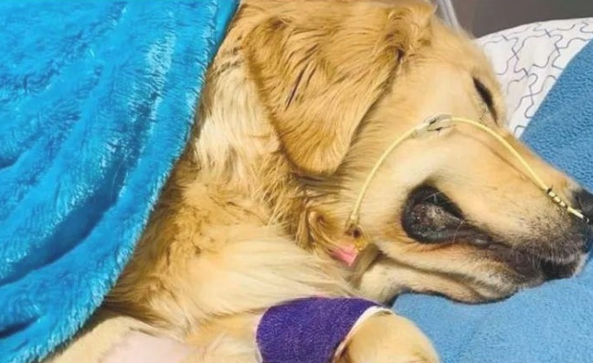 为什么说小宠物玩具对狗狗而言都很安全性。盘绕和误食都是导致出现意外