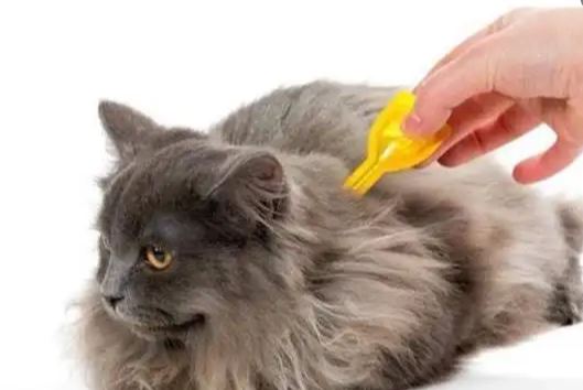 一个月的小猫应该如何除跳蚤 一个月的小猫应该如何除跳蚤