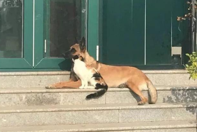 退休工作犬遭遗弃孤独等死,一只三花猫的出现改变了一切! 退休工作犬遭遗弃孤独等死,一只三花猫的出现改变了一切!