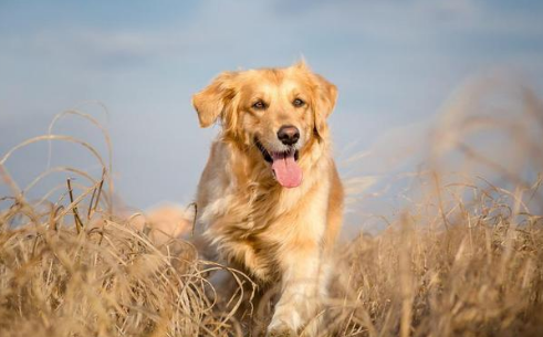 家喻户晓的金毛犬,究竟是哪国的犬种? 家喻户晓的金毛犬,究竟是哪国的犬种?