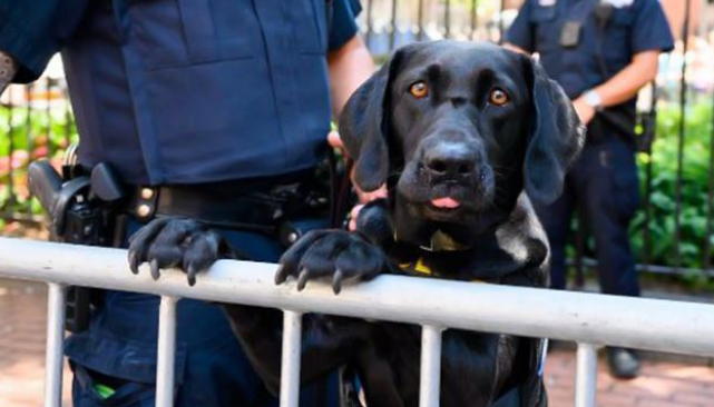 又一批小警犬遭淘汰，原因竟然是这三个！难怪网友都抢着领养！
