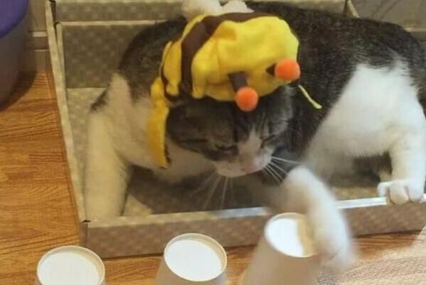 猫咪练成火眼金睛猜被子零失误 5个也能轻易猜出