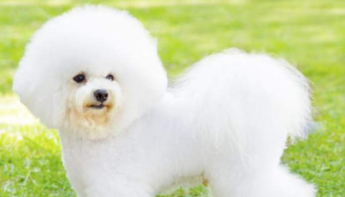 调皮的比熊犬最怕什么惩罚?铲屎官们快了解一下! 调皮的比熊犬最怕什么惩罚?铲屎官们快了解一下!