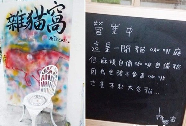 佛系经营方式的猫咖啡厅 现任店长背后故事超感人
