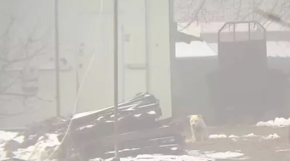 小狗将食材分到流浪犬,还让流浪犬睡在狗狗的窝里,它却躺在外边留宿 小狗将食材分到流浪犬,还让流浪犬睡在狗狗的窝里,它却躺在外边留宿