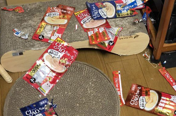 主人外出过夜后回家!发现猫咪竟会自己开肉泥趴