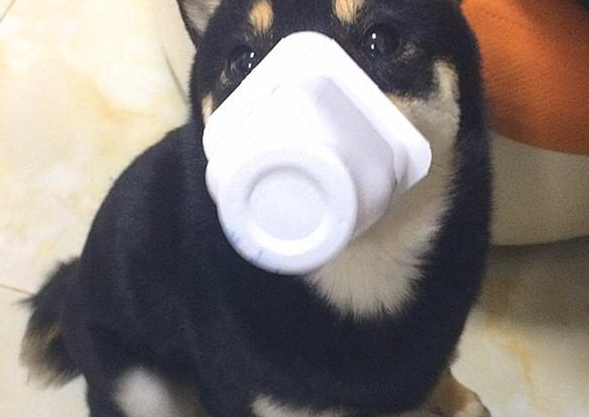 柴犬年老掉牙却变成表情图，主人每天悉心照料，只求给家狗养老服务