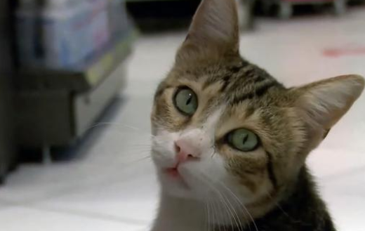 自食其力的流浪猫，活得比宠物猫还滋润，好心人抢着给它买吃的