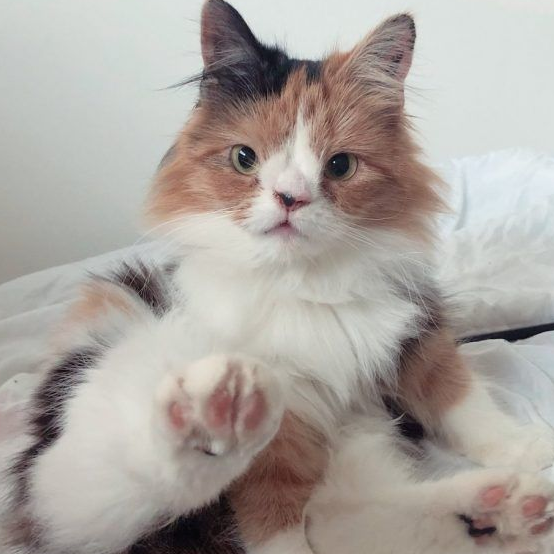 根本是命中注定 无鼻樑猫遇到一样长相的猫哥哥
