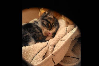 不要贸然领养猫咪 好心差点做坏事小猫鬼门关前走一趟！