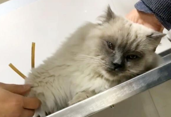 女孩偶遇流浪布偶猫,喂养7天后,果断把它带回家! 女孩偶遇流浪布偶猫,喂养7天后,果断把它带回家!