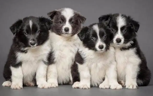 边境牧羊犬有体味怎么办？细心护理就没问题！