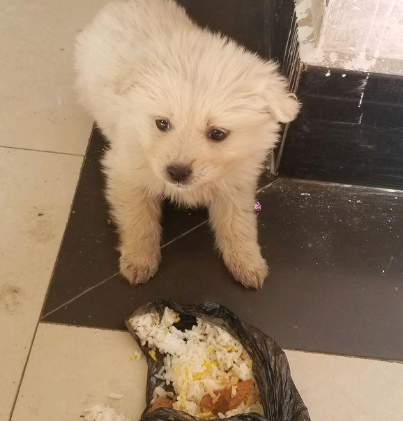 大街上捡到只流浪犬被路人取笑贬值,女生带回家后获得意外的惊喜 大街上捡到只流浪犬被路人取笑贬值,女生带回家后获得意外的惊喜