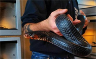 OMG！“毒蛇杀手”靛青蛇的体型竟然有这么大！