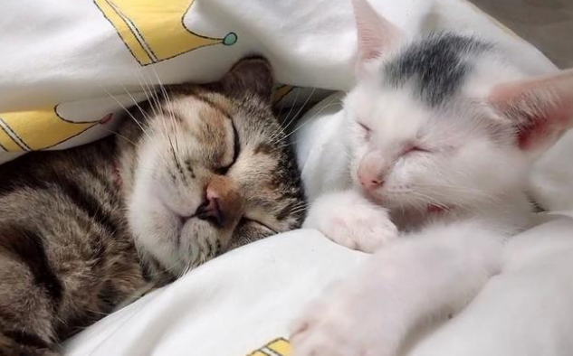 救了一只流浪猫,竟因一时疏忽,搭上了家里四只猫的命 救了一只流浪猫,竟因一时疏忽,搭上了家里四只猫的命