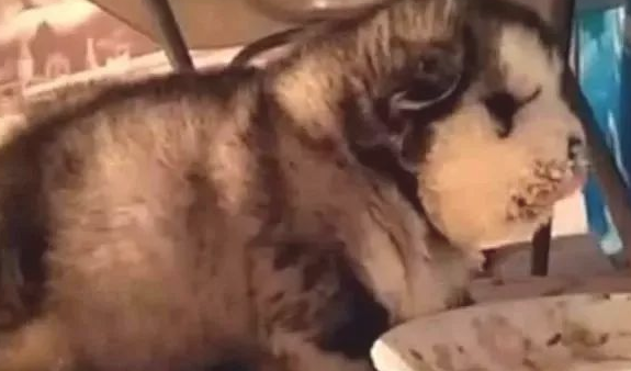 网友发送阿拉斯加用餐时的相片,网友们都笑了:不愧为是阿拉斯猪 网友发送阿拉斯加用餐时的相片,网友们都笑了:不愧为是阿拉斯猪
