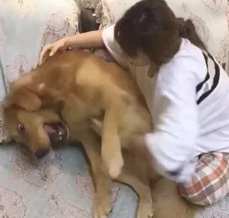 女主人要占金毛划算,金毛宁死不从:不是我那般的狗 女主人要占金毛划算,金毛宁死不从:不是我那般的狗