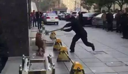 长沙芙蓉路咬人金毛被民警用木棒打死虐狗事件,官方辟谣事件全过程 长沙芙蓉路咬人金毛被民警用木棒打死虐狗事件,官方辟谣事件全过程