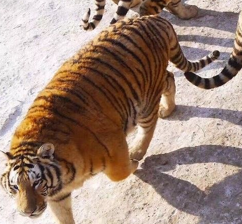 每逢佳节胖三斤 东北虎肥成海狮趴地