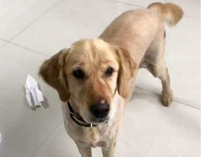 连续两次被抛弃的金毛犬,叼着牵引绳在雨中呜咽,狗:主人你在哪 连续两次被抛弃的金毛犬,叼着牵引绳在雨中呜咽,狗:主人你在哪