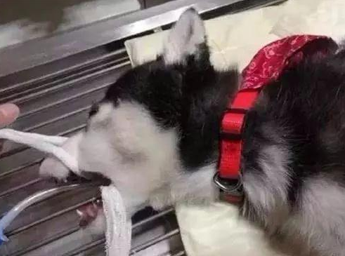 二哈生病去医院检查,医生拍片子后一看吓一跳,这二哈纯啊! 二哈生病去医院检查,医生拍片子后一看吓一跳,这二哈纯啊!