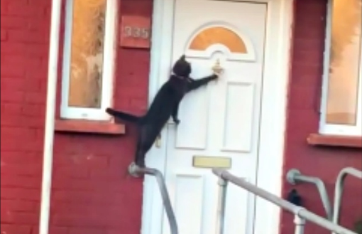 不愧是来自喵星球的人 这只猫敲门进屋太令人震惊了