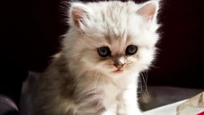 猫咪不吃东西该怎么办 猫咪不吃东西该怎么办