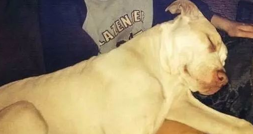 澳洲比特犬Buddy奋不顾身救落水男孩,警察却说:狗具有攻击性必须抓起来 澳洲比特犬Buddy奋不顾身救落水男孩,警察却说:狗具有攻击性必须抓起来