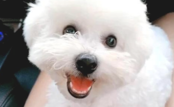 一头白色泰迪，让爸爸妈妈照料了1六个月差点儿认不出来：小脏狗是哪家的？