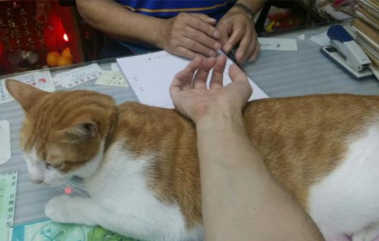 老中医家的胖橘猫，义务打工，化身“诊脉垫”，只为换取小鱼干