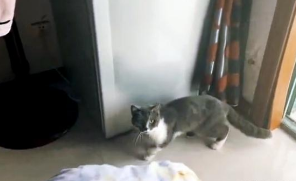家住20楼，喵星人从天而降，吓坏小姐姐！猫：我是来串门的