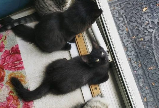 好心夫妻照顾中途猫咪 却被四猫团结一致攻陷 好心夫妻照顾中途猫咪 却被四猫团结一致攻陷
