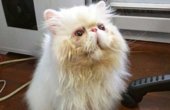 毛色泛黄眼睛被黏住 波斯猫终于等到被领养
