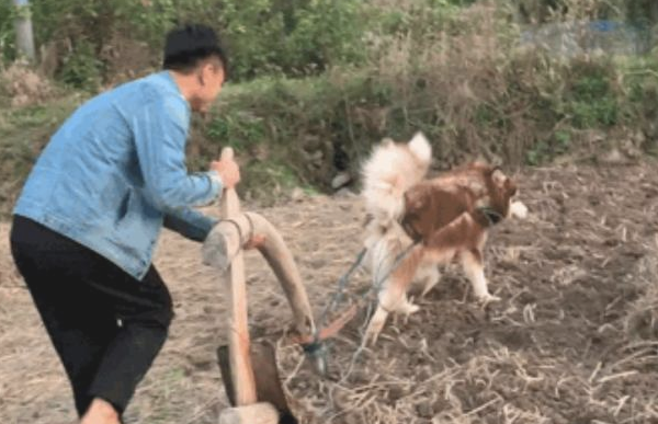 主人让阿拉斯加到农村耕地，牛：我的工作竟被一只雪橇犬抢了？