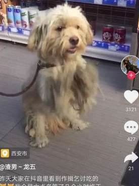 狗狗合掌跪坐在摊贩前讨食 悲伤背影让人超心疼 狗狗合掌跪坐在摊贩前讨食 悲伤背影让人超心疼