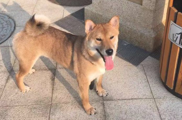 网民听见柴犬大喊,赶快扑上来看,它又被小猫咪给欺压了 网民听见柴犬大喊,赶快扑上来看,它又被小猫咪给欺压了