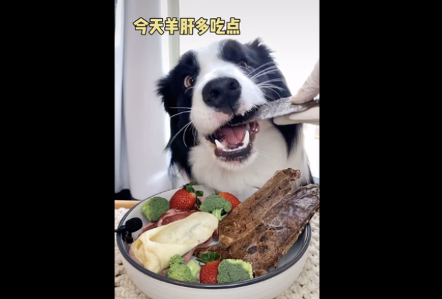 宠物网红,替人赚钱的工具猫狗 宠物网红,替人赚钱的工具猫狗