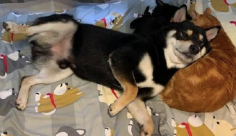 柴犬把橘猫当做了枕芯，就将头靠在它的怀中，见过最大胆的狗子了