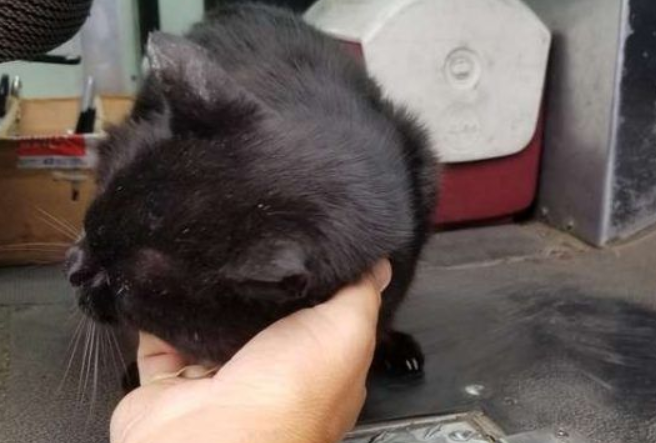 傲娇黑猫超粘人 不摸摸抱抱便不下车回家 傲娇黑猫超粘人 不摸摸抱抱便不下车回家