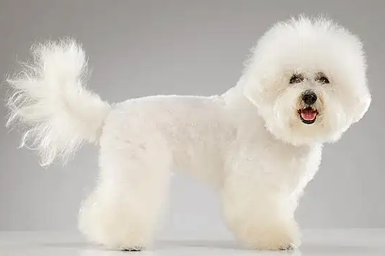 了解一下比熊犬的“抗寒能力”,千万不要冻着它哦! 了解一下比熊犬的“抗寒能力”,千万不要冻着它哦!