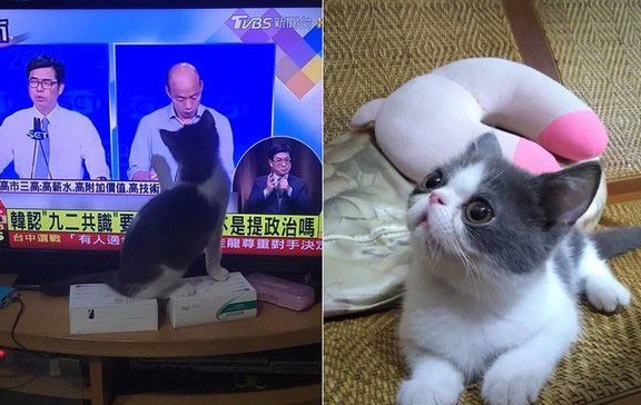 跟着秃子走 超萌的喵星人狂盯韩国瑜