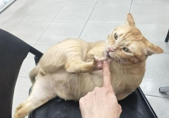 猫咪跳到椅子上博取主人关注，网友看到却都替它难过