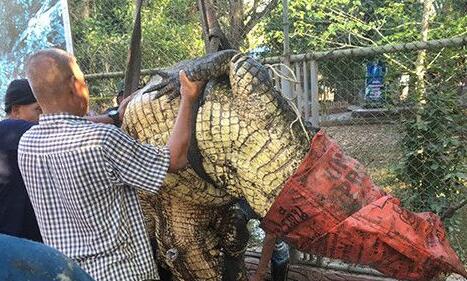 泰国巨鳄趁淹水逃出公园 抓它回来还需要起重机