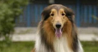 饲主心脏病发三岁灵犬CPR 救主人一命