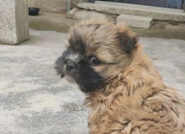 路人捡到流浪犬养两天又丢在原处,女生抱回家把它当做宝 路人捡到流浪犬养两天又丢在原处,女生抱回家把它当做宝
